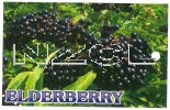 SAMBUCUS - ELDERBERRY