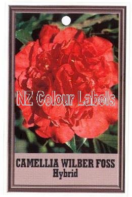 CAMELLIA Wilber Foss Hybrid - Click Image to Close