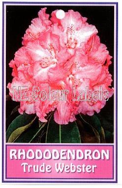 RHODODENDRON Trude Webster - Click Image to Close