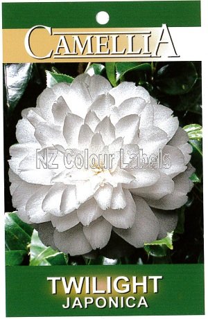 CAMELLIA Twilight - Click Image to Close