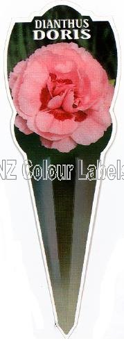 DIANTHUS Doris - Click Image to Close