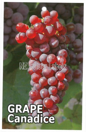 GRAPE Canadice - Click Image to Close