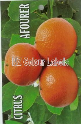 CITRUS Afourer - Click Image to Close