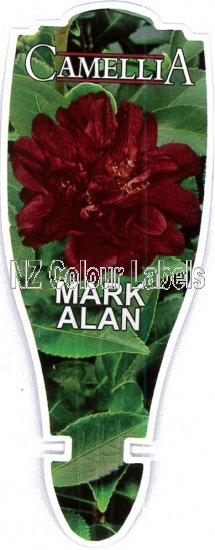 CAMELLIA Mark Alan - Click Image to Close