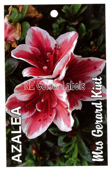 AZALEA Evergreen Mrs Gerard Kint - Click Image to Close