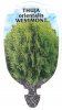 THUJA orientalis WESTMONT