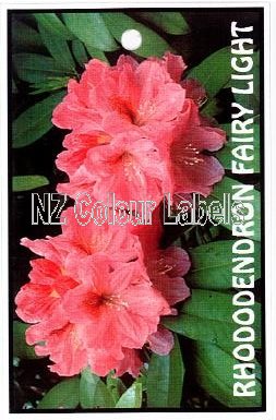 RHODODENDRON Fairy Light - Click Image to Close