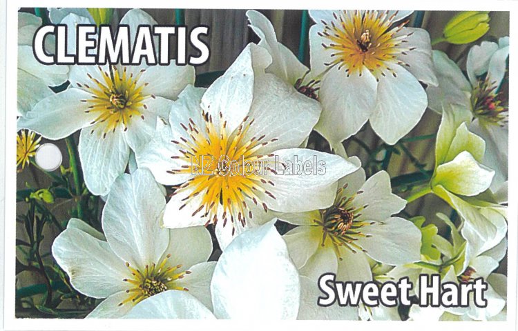 CLEMATIS Sweet Hart - Click Image to Close