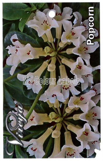 RHODODENDRON vireya Popcorn - Click Image to Close