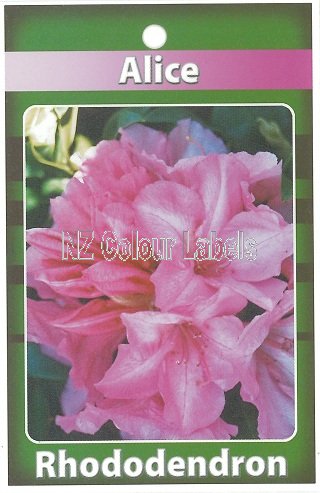 RHODODENDRON Alice - Click Image to Close