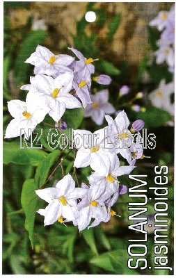 SOLANUM jasminoides - Click Image to Close