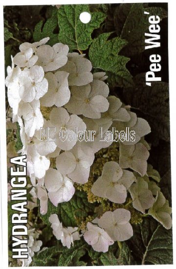 HYDRANGEA Pee Wee - Click Image to Close