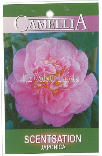 CAMELLIA Scentsation - Click Image to Close