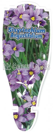 SISYRINCHIUM angustifolium - Click Image to Close