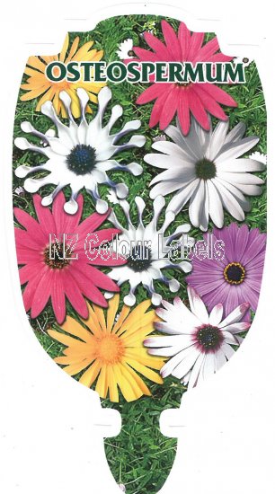 OSTEOSPERMUM mixed - Click Image to Close