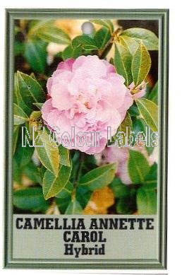 CAMELLIA Annette Carol Hybrid - Click Image to Close