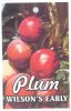 PLUM Wilson's Early