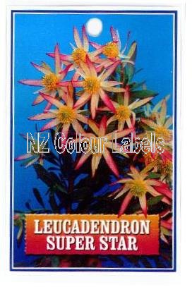 LEUCADENDRON Super Star - Click Image to Close