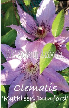 CLEMATIS KATHLEEN DUNFORD - Click Image to Close