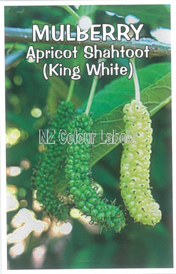 MORUS Apricot Shahtoot [Mulberry] - Click Image to Close