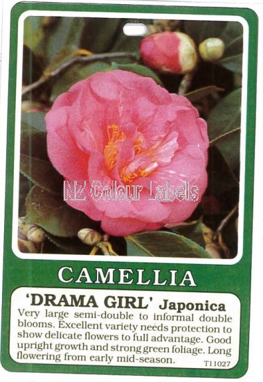 CAMELLIA Drama Girl Japonica - Click Image to Close