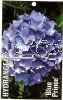 HYDRANGEA Blue Prince