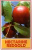 NECTARINE Redgold