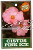 CISTUS Pink Ice