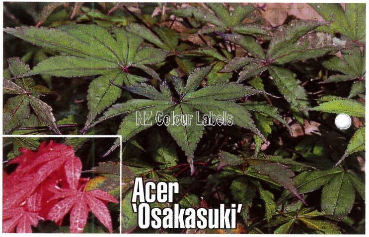 ACER palmatum Osakasuki - Click Image to Close