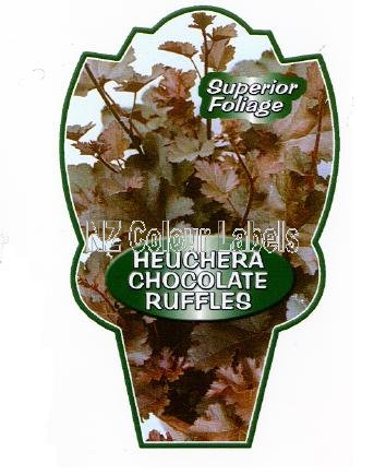 HEUCHERA Chocolate Ruffles - Click Image to Close