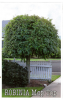 ROBINIA Mop Top