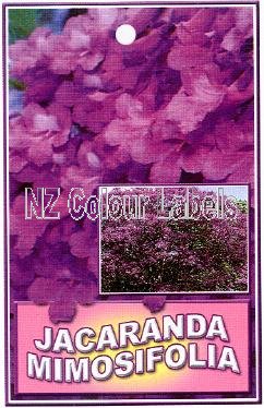 JACARANDA mimosifolia - Click Image to Close