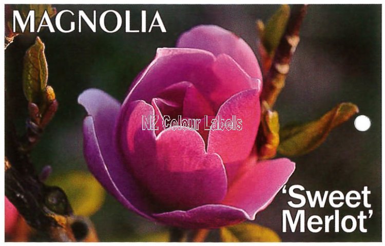 MAGNOLIA 'Sweet Merlot' - Click Image to Close