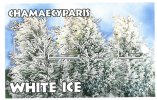 CHAMAECYPARIS pis. WHITE ICE