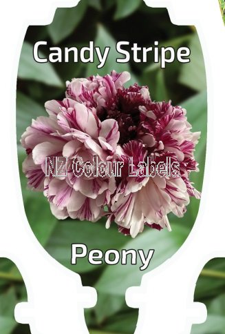 PAEONIA CANDY STRIPES - Click Image to Close