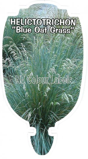 HELICTOTRICHON sempervirens [Blue Oat Grass] - Click Image to Close