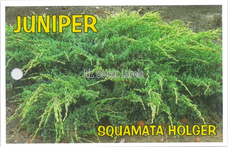 JUNIPERUS squamata HOLGER - Click Image to Close