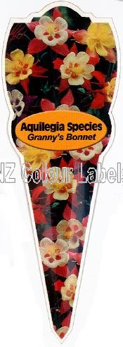 AQUILEGIA Species - Click Image to Close