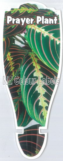 MARANTA Leuconeura Erythroneura (Prayer Plant) - Click Image to Close