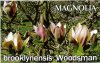 MAGNOLIA brooklynensis Woodsman