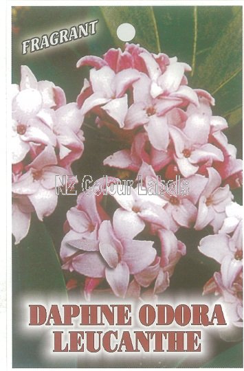 DAPHNE odora Leucanthe - Click Image to Close