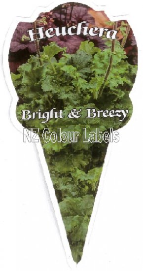 HEUCHERA Bright and Breezy - Click Image to Close