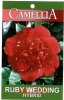 CAMELLIA Ruby Wedding Hybrid