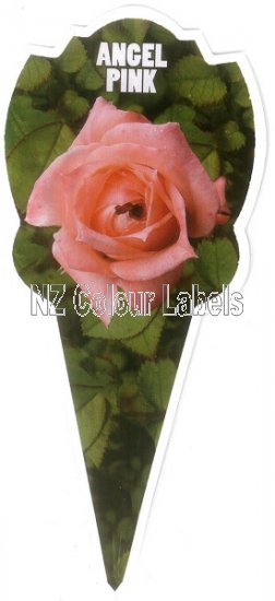 ROSE MINIATURE Angel Pink - Click Image to Close