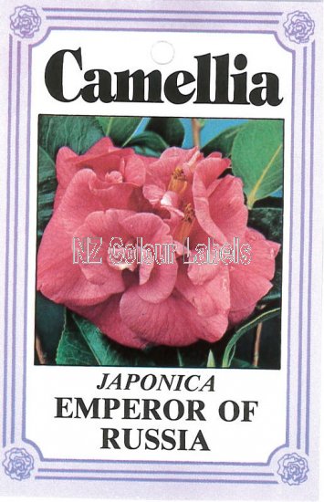 CAMELLIA Emperor Of Russia Japonica - Click Image to Close