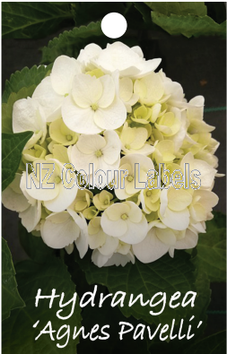 HYDRANGEA Agnes Pavelli - Click Image to Close