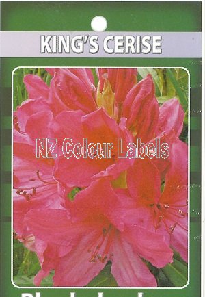 RHODODENDRON King's Cerise - Click Image to Close