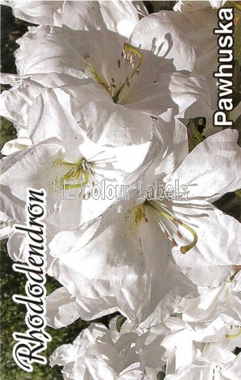 RHODODENDRON Pawhuska - Click Image to Close