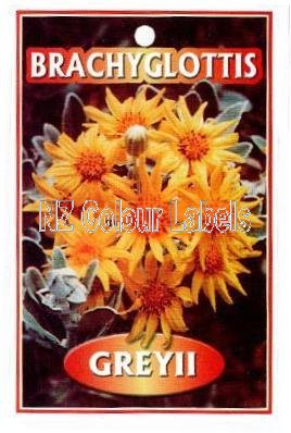 BRACHYGLOTTIS greyii - Click Image to Close