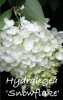 HYDRANGEA querc. SNOWFLAKE